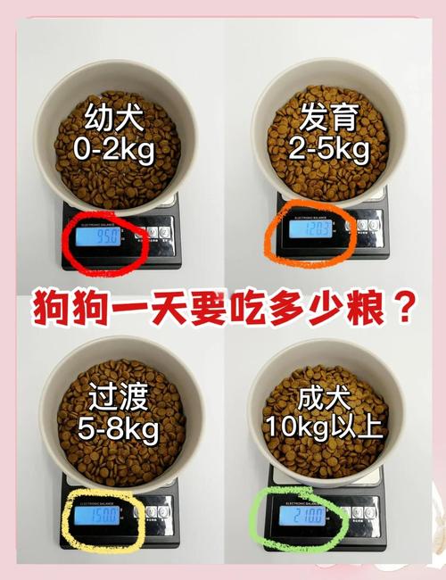 泰迪狗狗一天喂几顿?