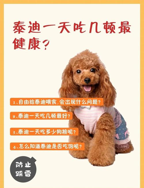 泰迪狗一天吃几顿比较好