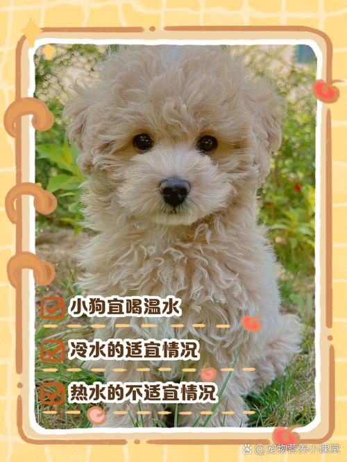 幼犬狗狗喝水用温水还是冷水好