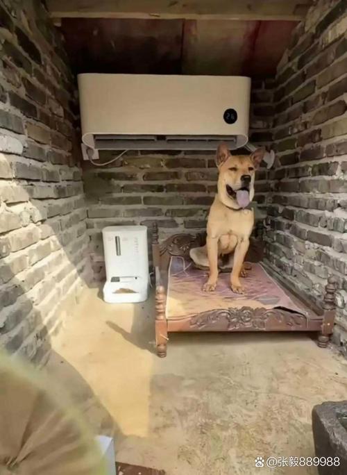 3个月大的狗狗能吹空调吗