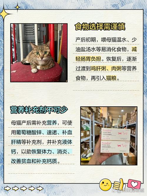 生产完的猫猫要吃什么