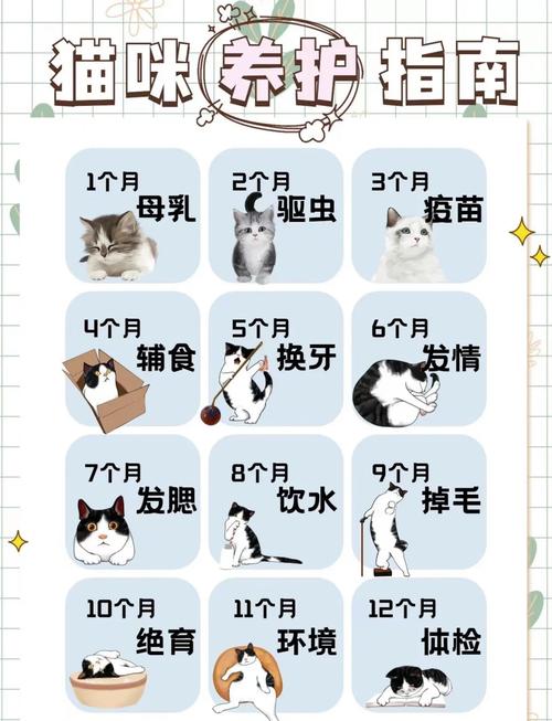 猫咪生产后吃什么补充营养