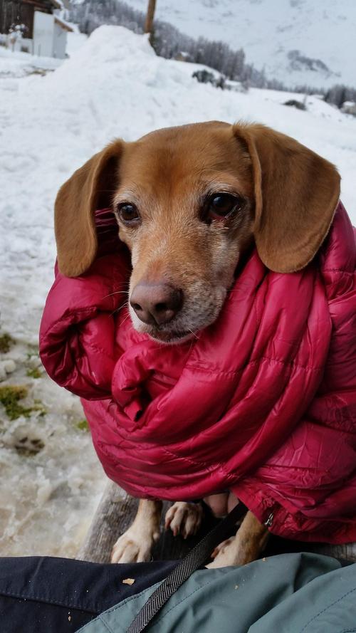 狗狗怕冷吗能承受最低温度是多少