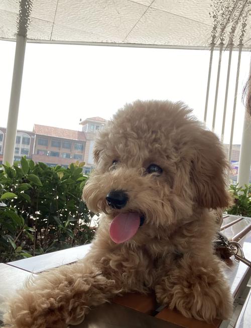 泰迪狗狗怕冷吗?东北冬天可以外出吗?