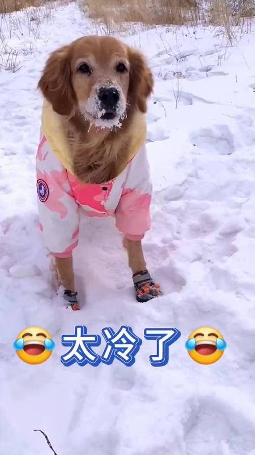 狗狗冬天在室外怕冷吗