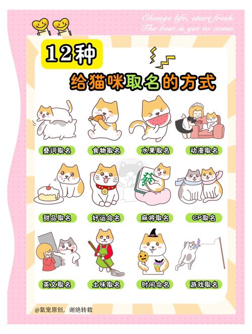 独一无二的猫咪名字