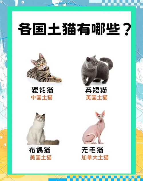 猫咪起个搞笑的名字