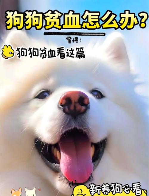 狗狗贫血怎么治疗