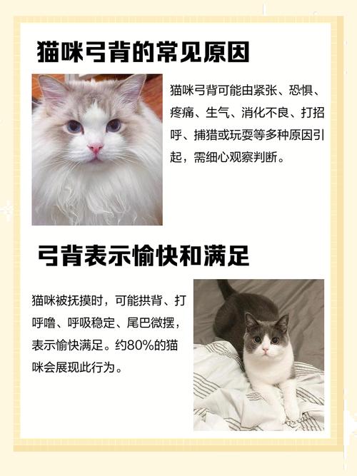 猫弓起背是什么意思