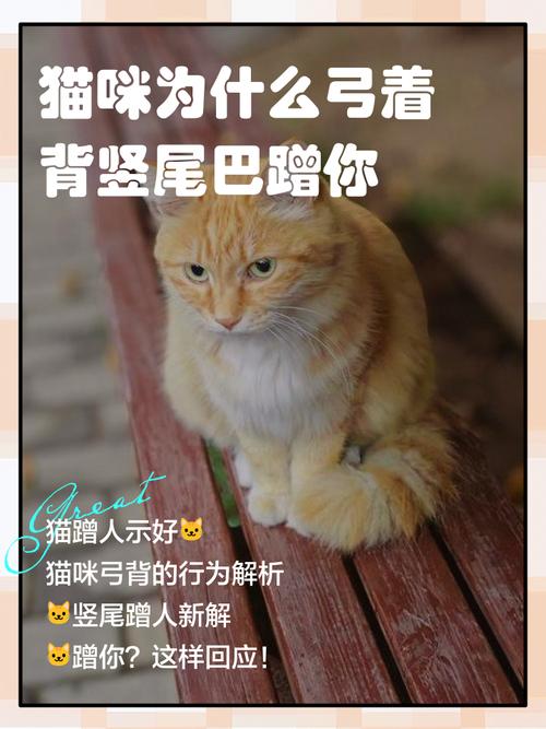 猫对主人弓背是什么意思?