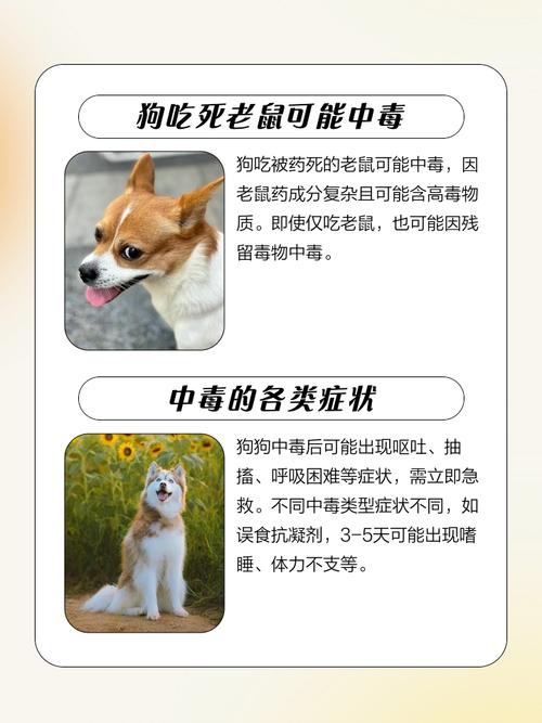 狗吃耗子药的症状