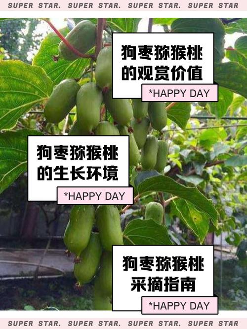 小狗可以吃桂圆和黑枣吗?