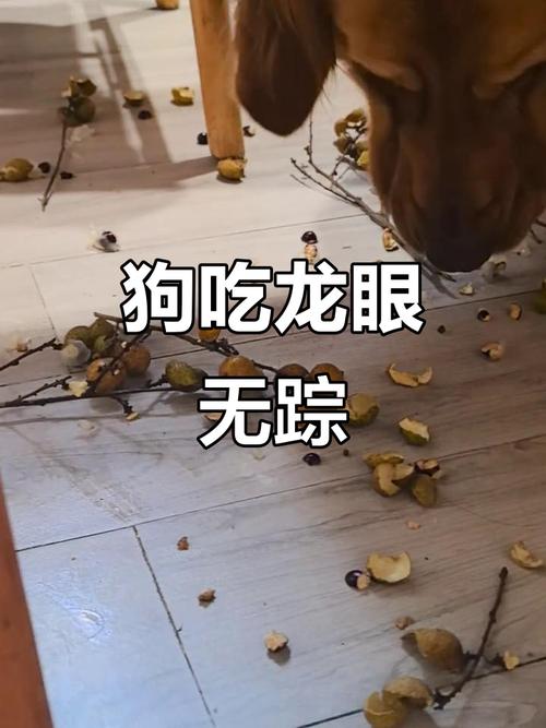 狗能吃桂圆吗
