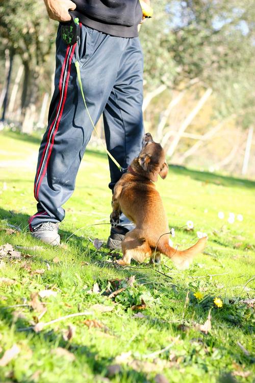 狗狗平时能吃桂圆吗