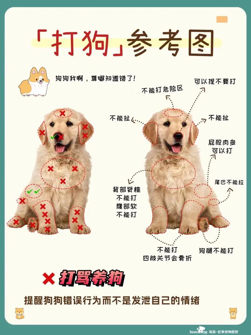 狗不听话乱跑怎么办