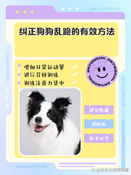 怎样训练泰迪?我家狗狗7个月了,还是不听话,