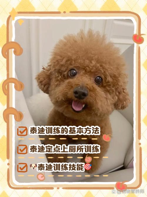 家里的狗不听话怎么办呢?