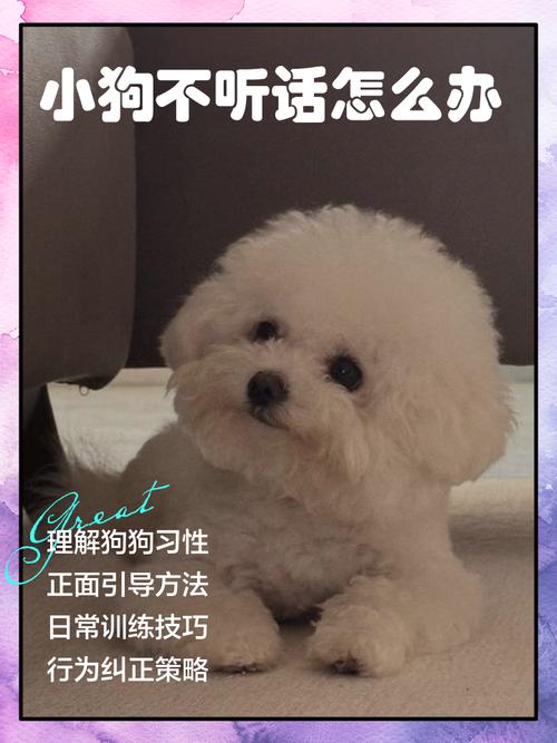 狗狗调皮不听话怎么办