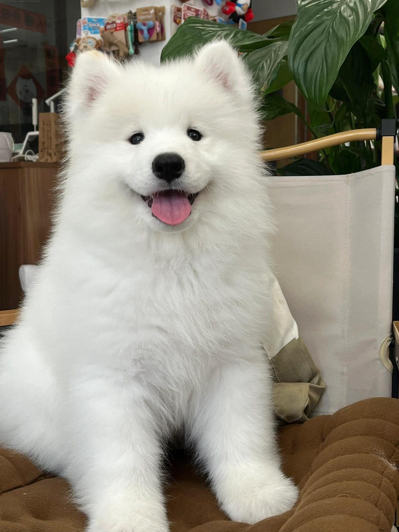 纯白色的狗狗都有哪些