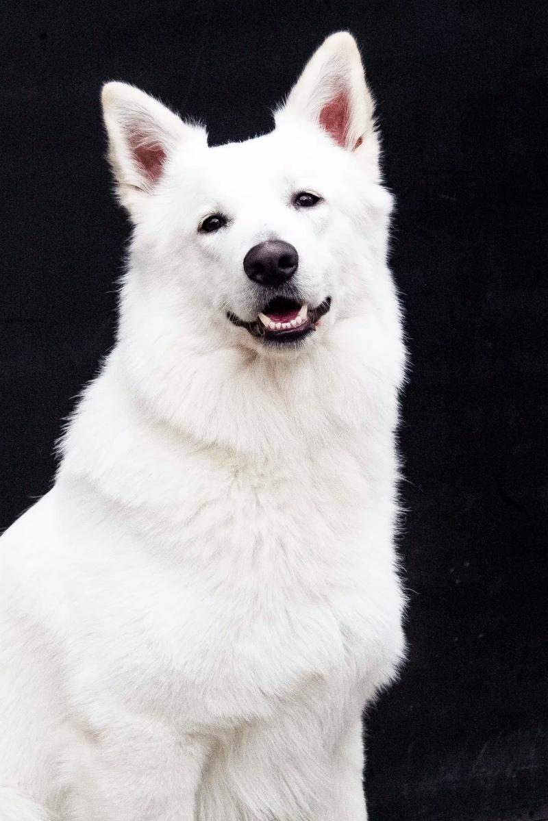 纯白色的狗哪个适合当宠物啊?