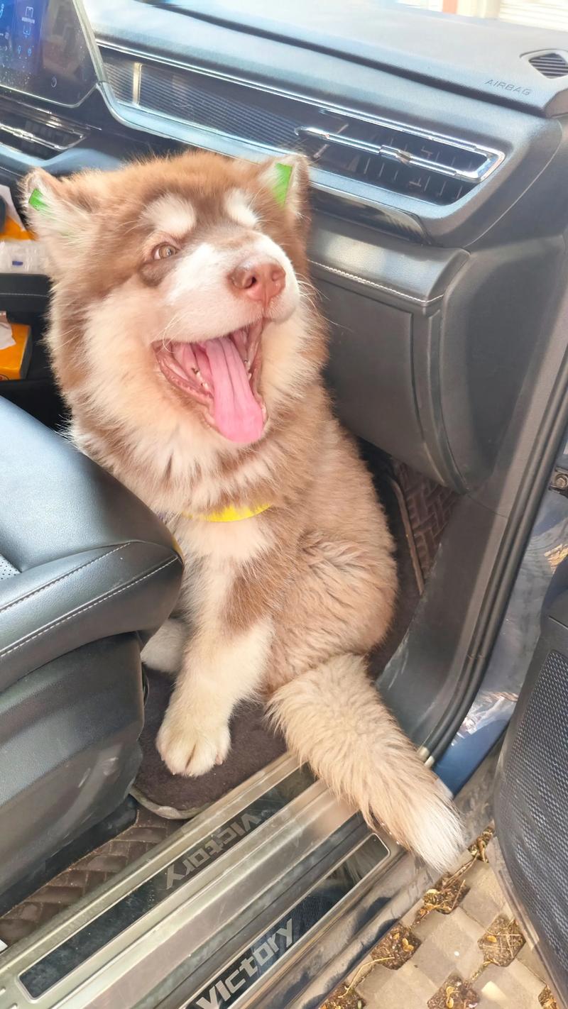 四个月的狗狗一天喂几次