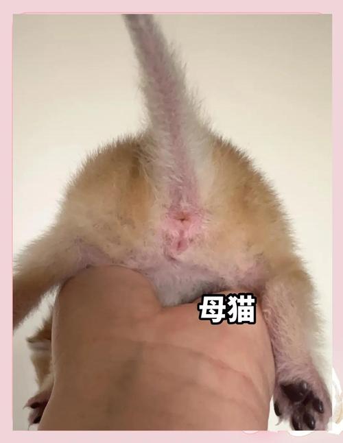 刚生的小猫怎么看公母