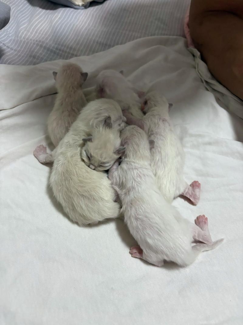 小猫出生五个月打疫苗晚了吧