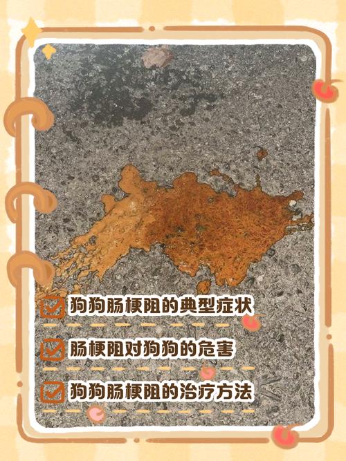 狗狗肠道堵塞有什么症状