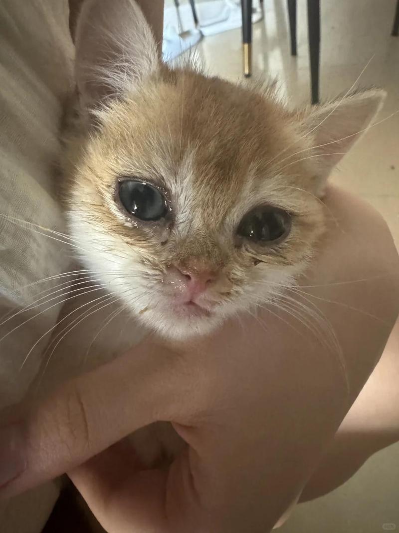 猫打喷嚏有眼泪