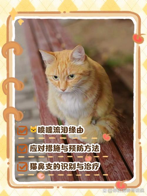 猫打喷嚏流眼泪怎么办