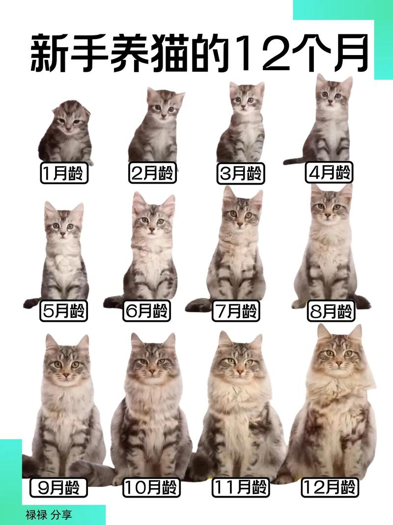 猫咪几个月算成猫呢?