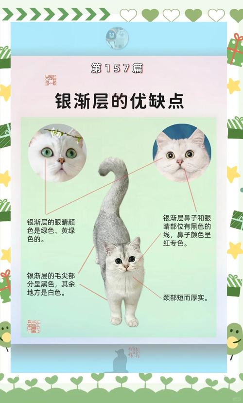 银渐层猫几个月成年