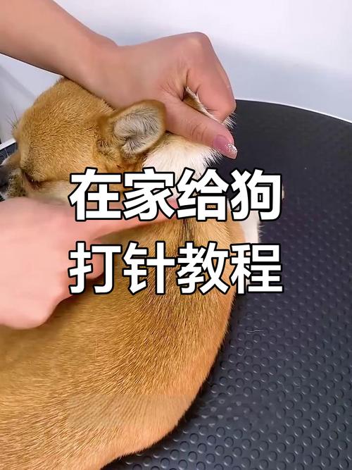 给狗狗打针的正确方法有哪些?