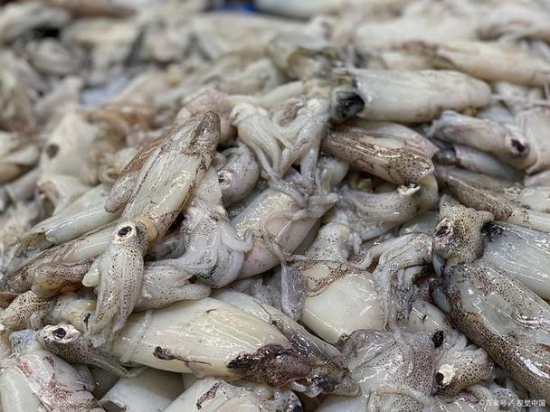 猫吃少量鱿鱼丝可以吗