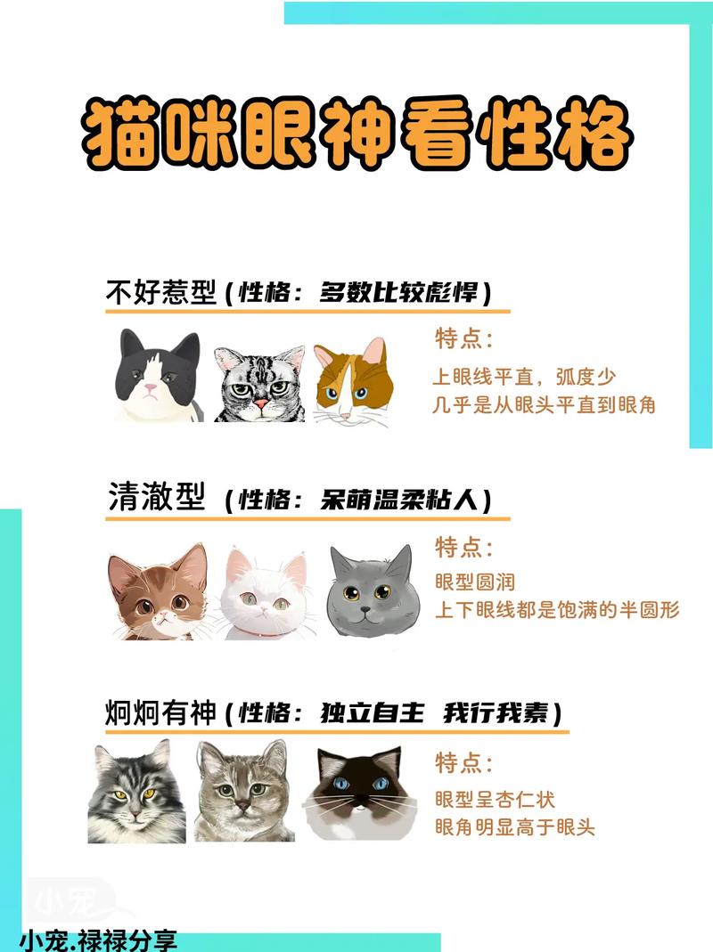 你的猫咪经常会用什么眼神看你呢?