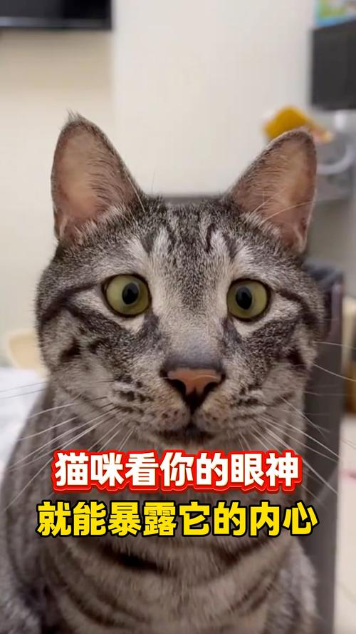 猫咪各种眼神的表达含义