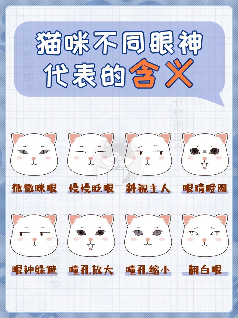 猫咪若有这7种表现,别怀疑,它已视你为“亲妈”!