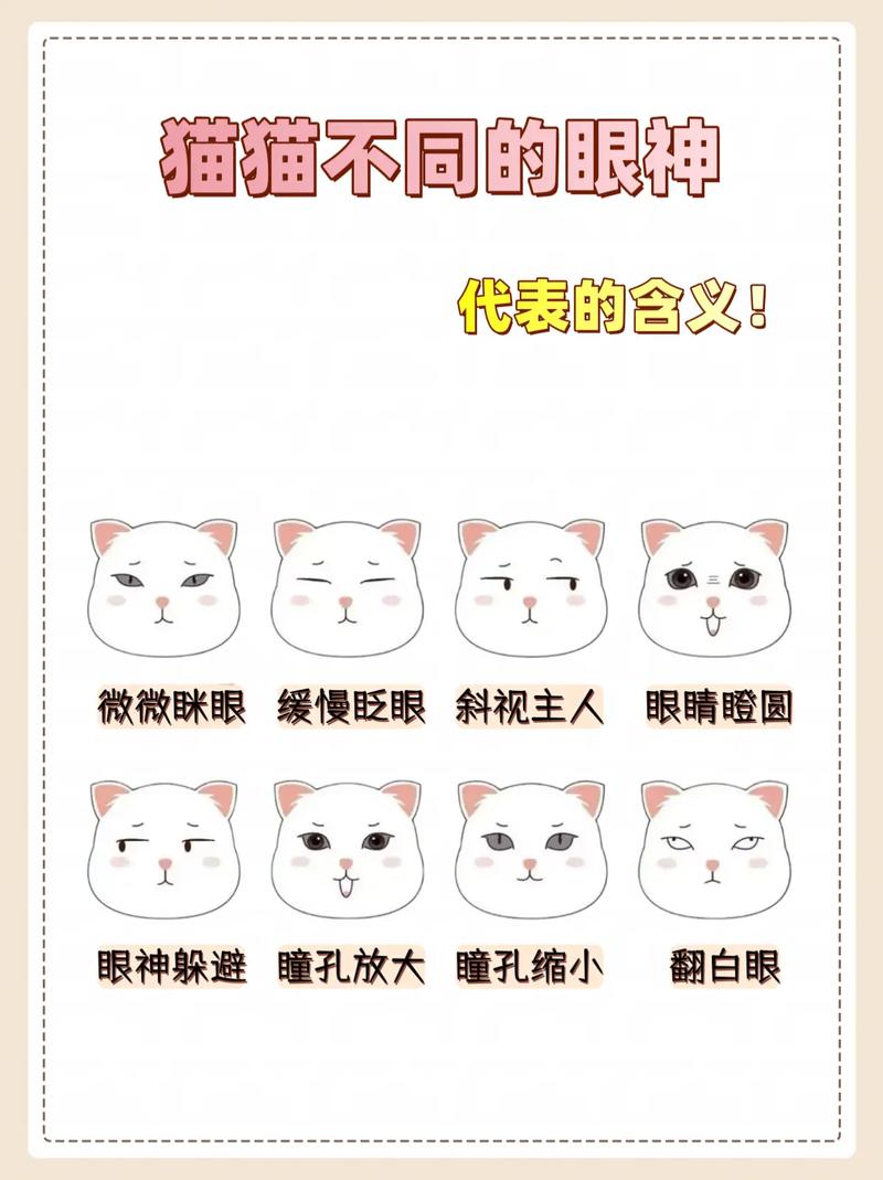 猫咪各种眼神的意思