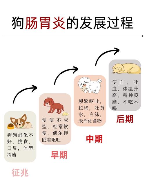 狗狗肠胃炎的6个阶段是什么