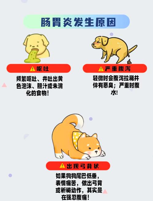 狗狗肠胃炎在家自救方法