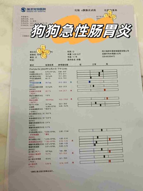 狗狗肠胃炎不吃东西怎么办