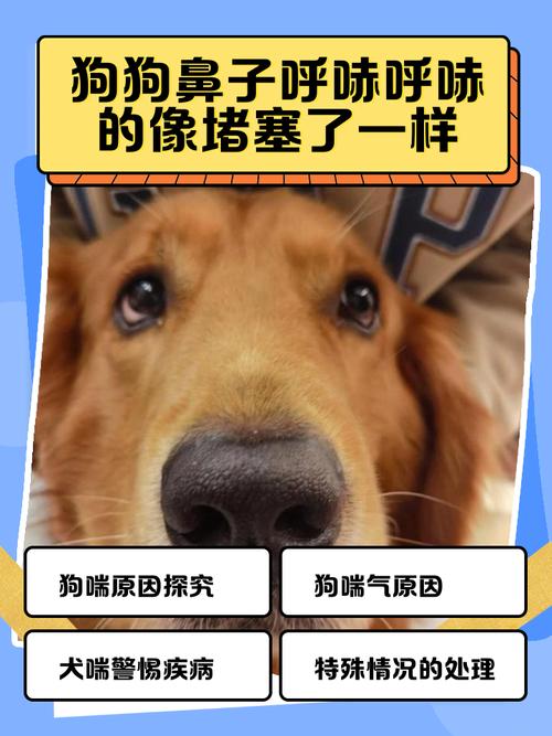 狗狗鼻子呼哧呼哧的像堵塞了一样