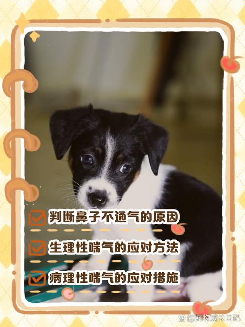 狗鼻子不通气呼哧呼哧怎么办