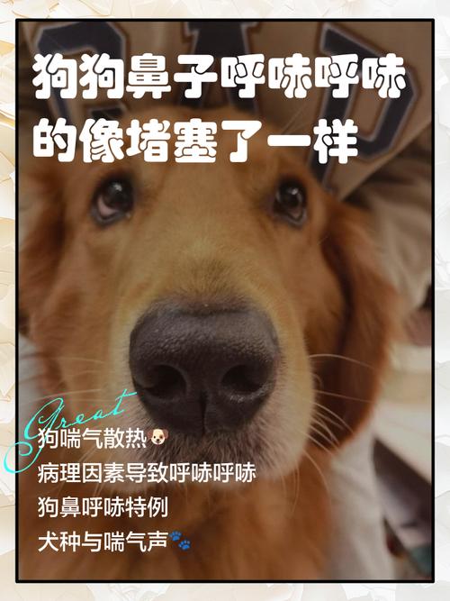 狗狗鼻子堵塞10秒解决