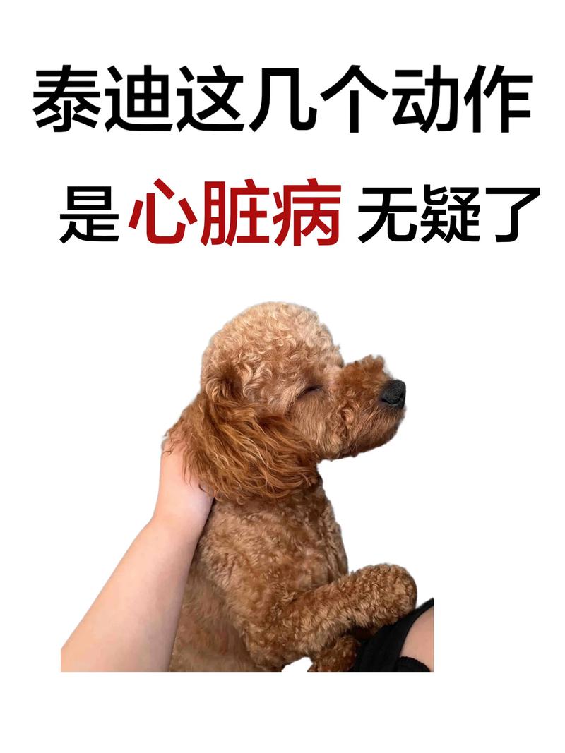 狗狗胰腺炎睡姿