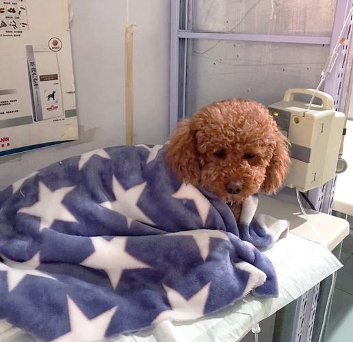 狗狗不舒服表现的睡姿是什么样