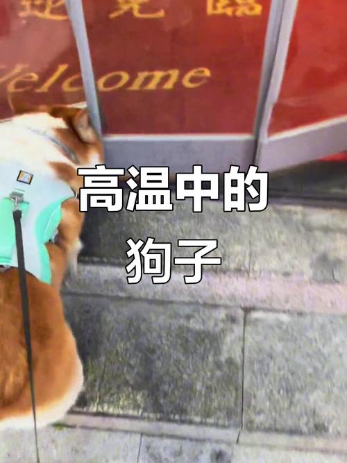 狗狗发烧有哪些症状