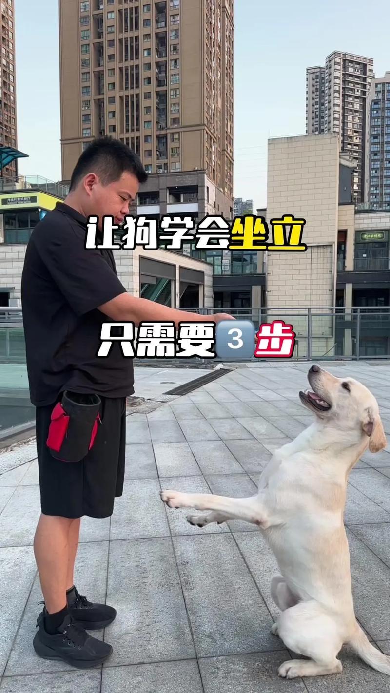 如何训练狗狗坐下,趴着