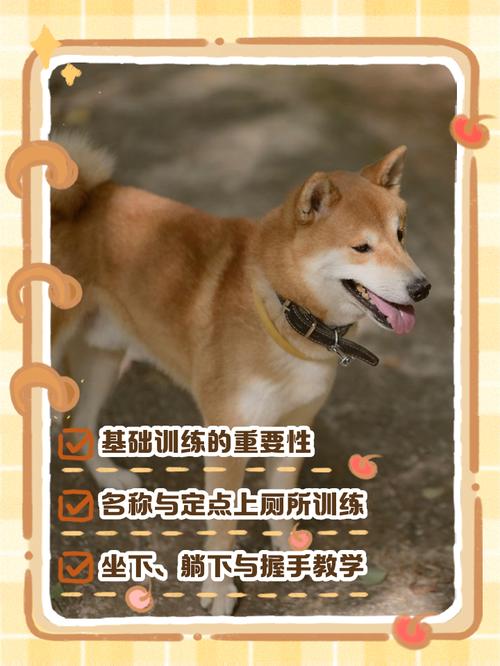 土狗怎样训练,训练狗坐下要多久,狗狗要怎么教?