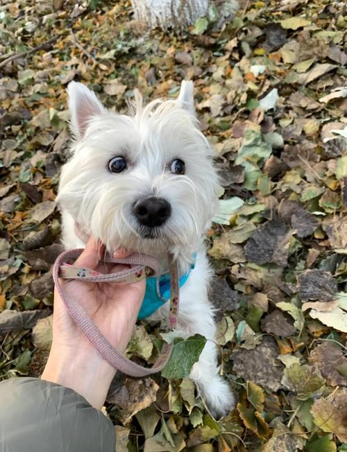 狗身上有弓形虫吗